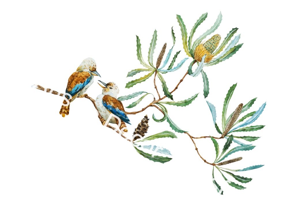 Australian Wildflowers I - Aussie Dry Rub Transfer