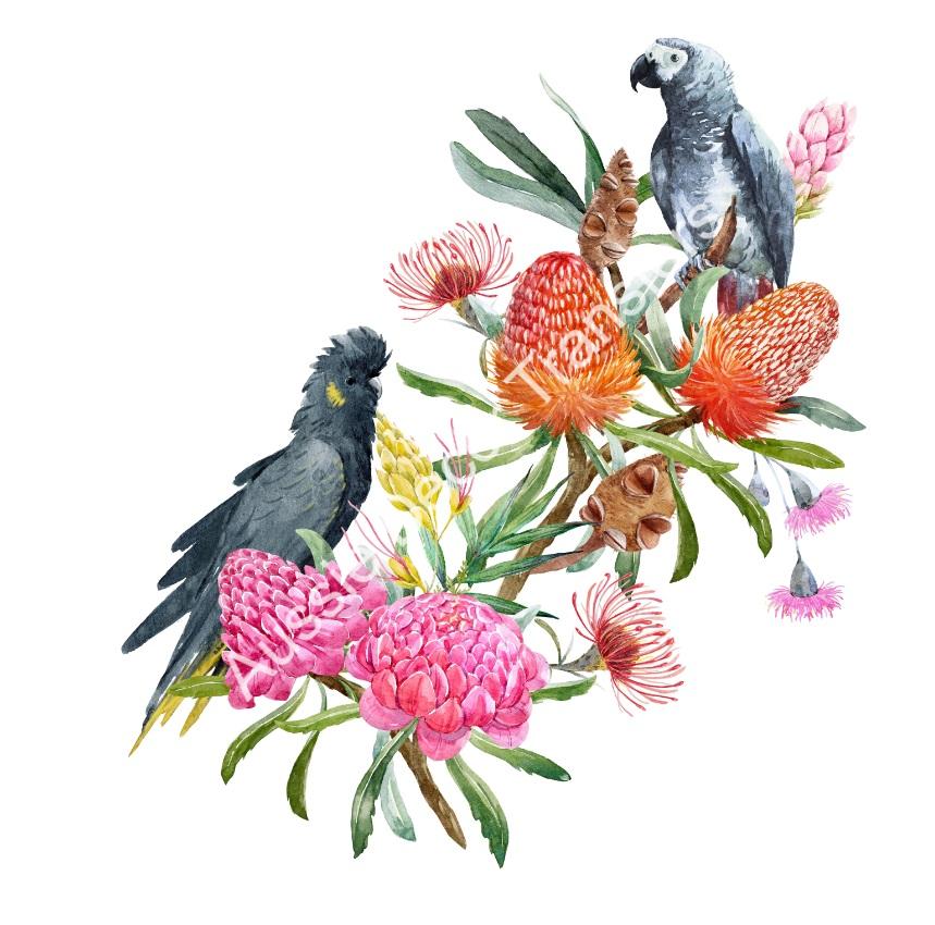 Australian Wildflowers I - Aussie Dry Rub Transfer