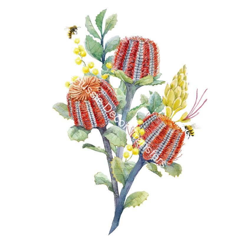 Australian Wildflowers I - Aussie Dry Rub Transfer