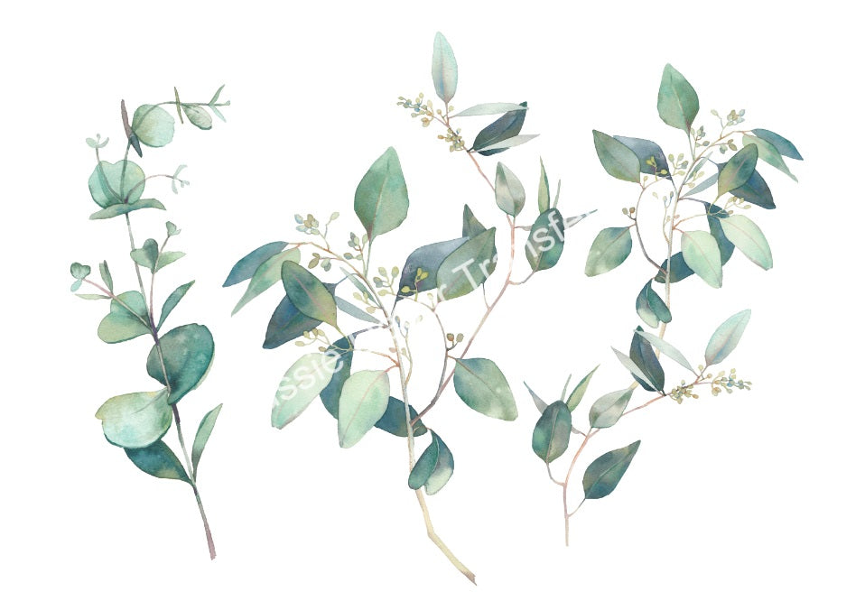 Australian Wildflowers II - Proteas - Aussie Dry Rub Transfer