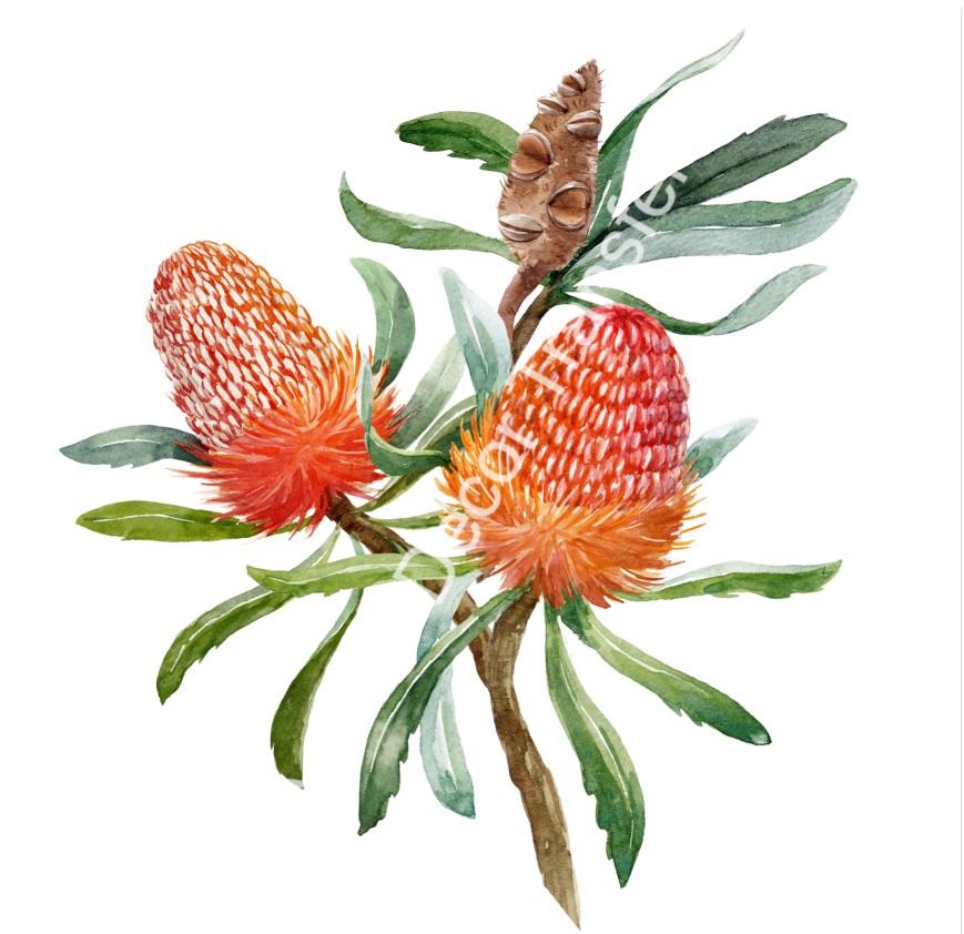Australian Wildflowers I - Aussie Dry Rub Transfer