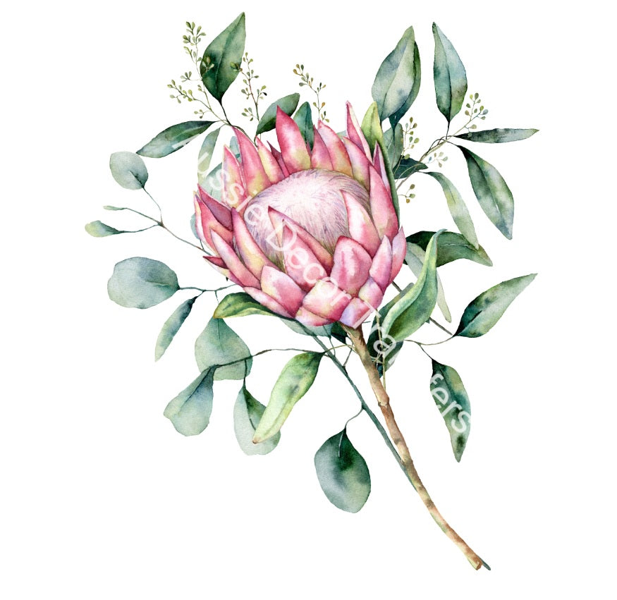 Australian Wildflowers II - Proteas - Aussie Dry Rub Transfer
