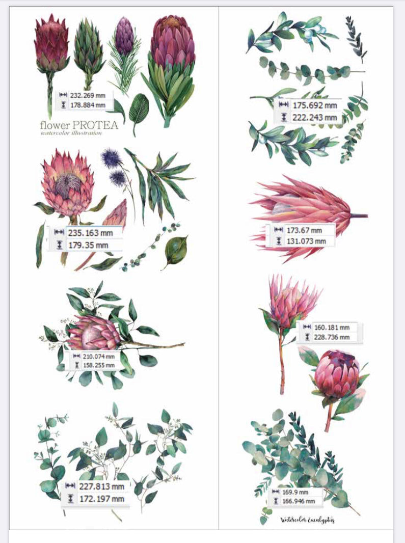 Australian Wildflowers II - Proteas - Aussie Dry Rub Transfer