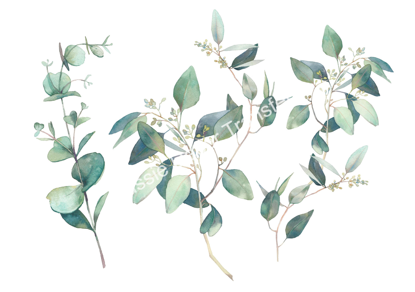 Australian Wildflowers II - Proteas - Aussie Dry Rub Transfer