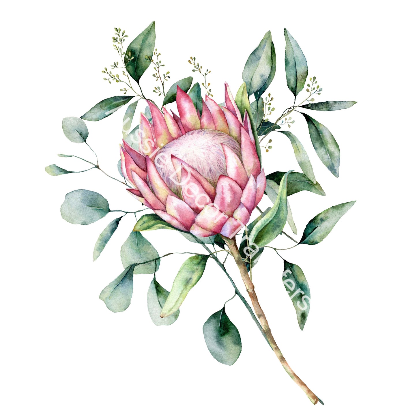 Australian Wildflowers II - Proteas - Aussie Dry Rub Transfer
