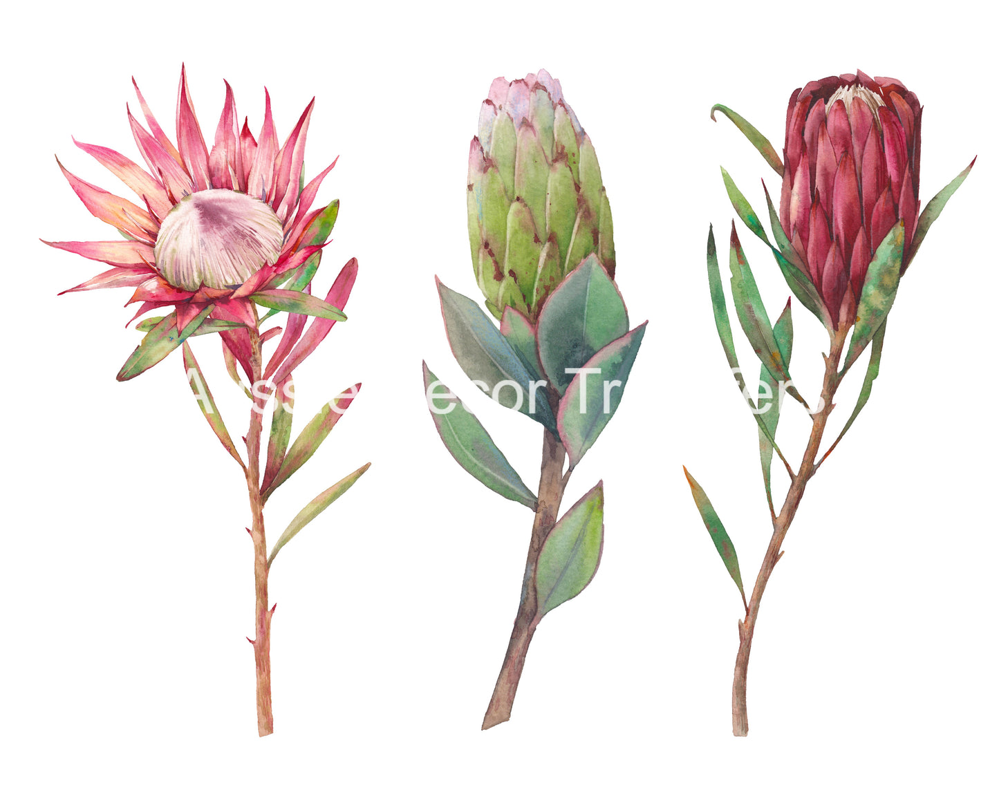 Australian Wildflowers II - Proteas - Aussie Dry Rub Transfer