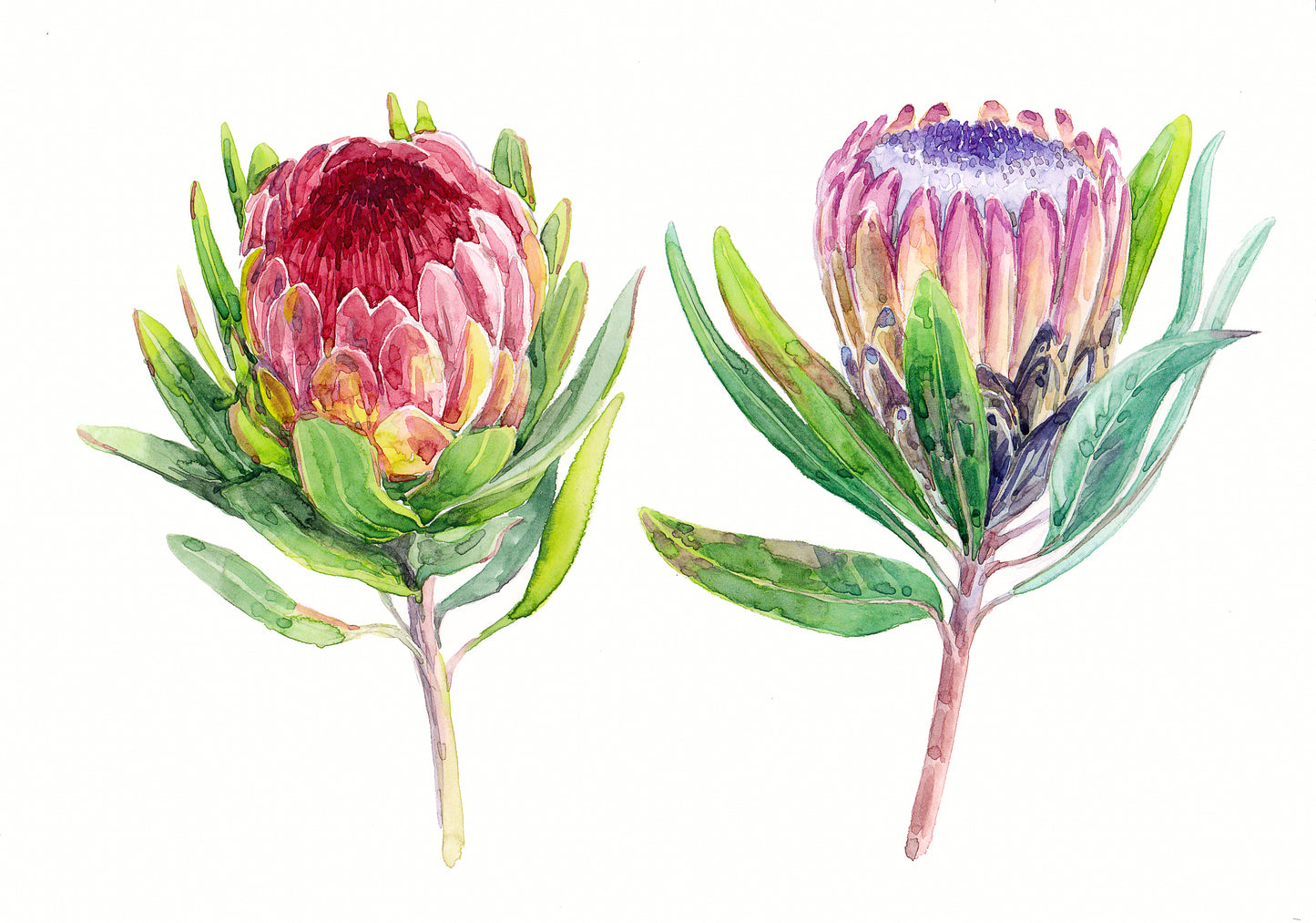 Australian Wildflowers II - Proteas - Aussie Dry Rub Transfer