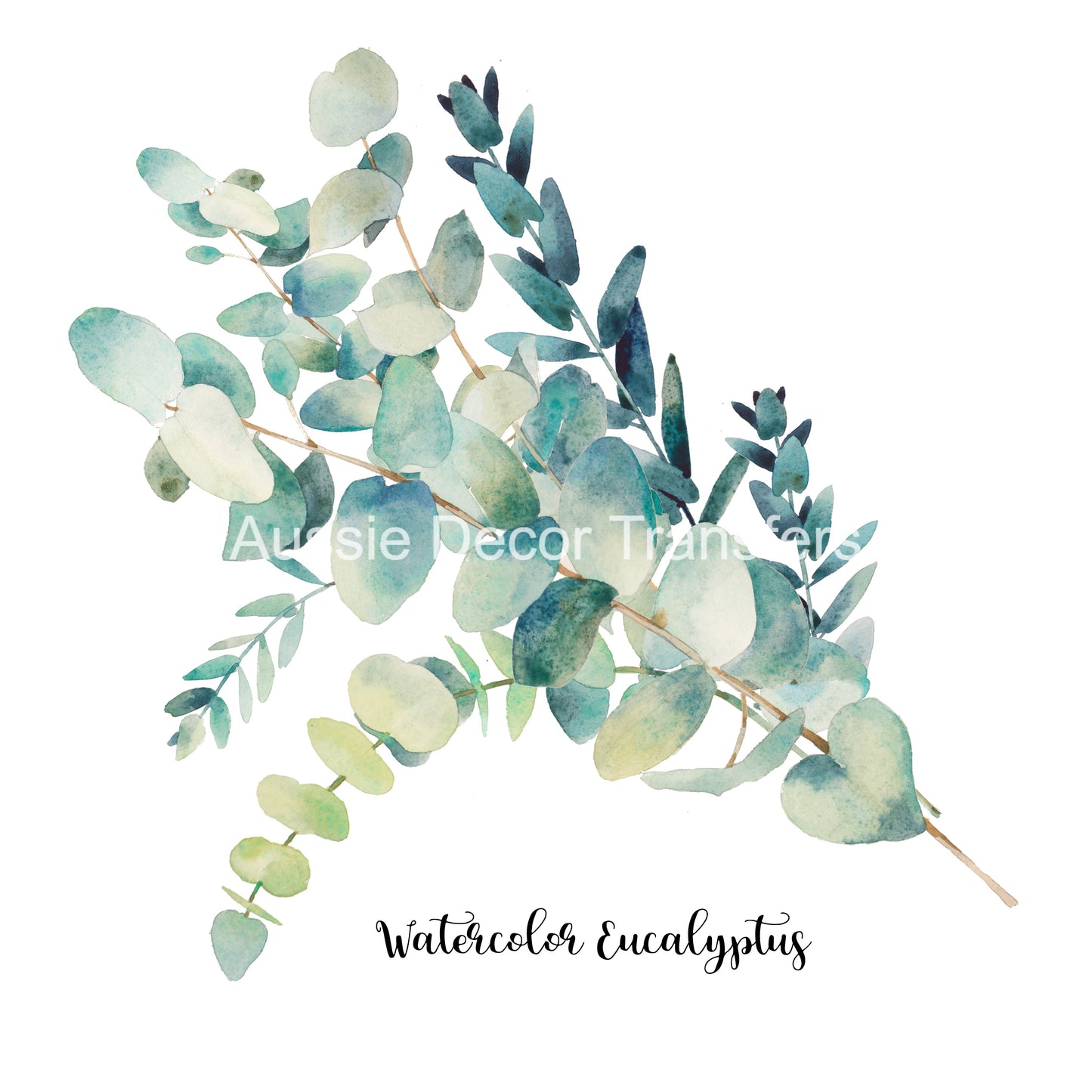 Australian Wildflowers II - Proteas - Aussie Dry Rub Transfer