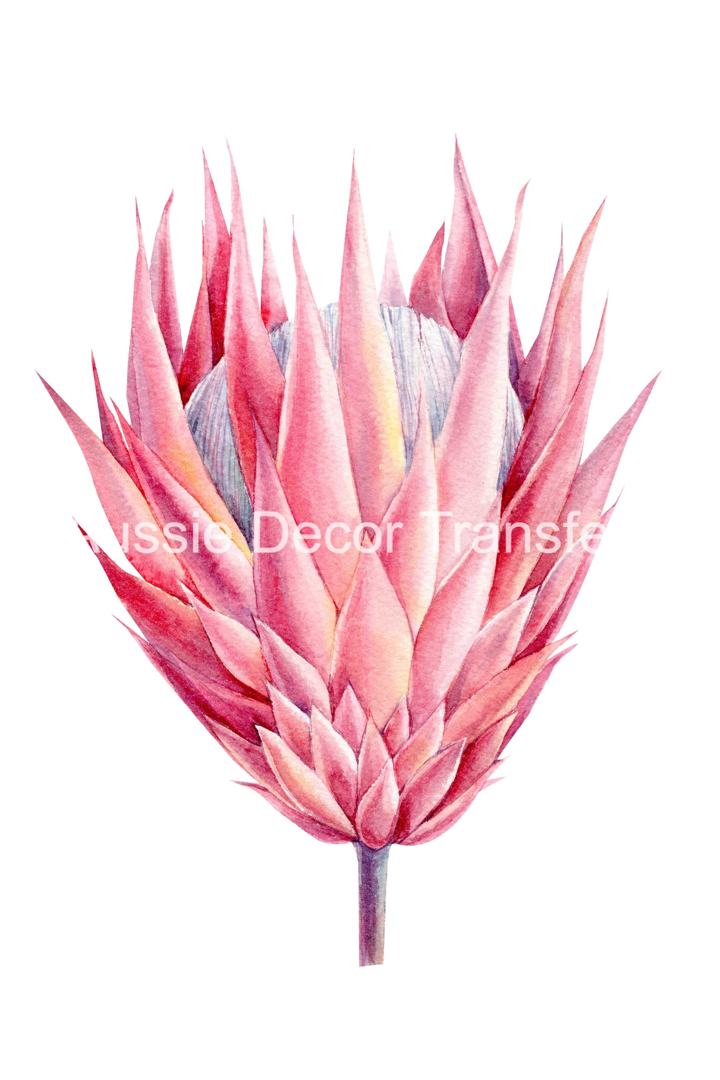 Australian Wildflowers II - Proteas - Aussie Dry Rub Transfer