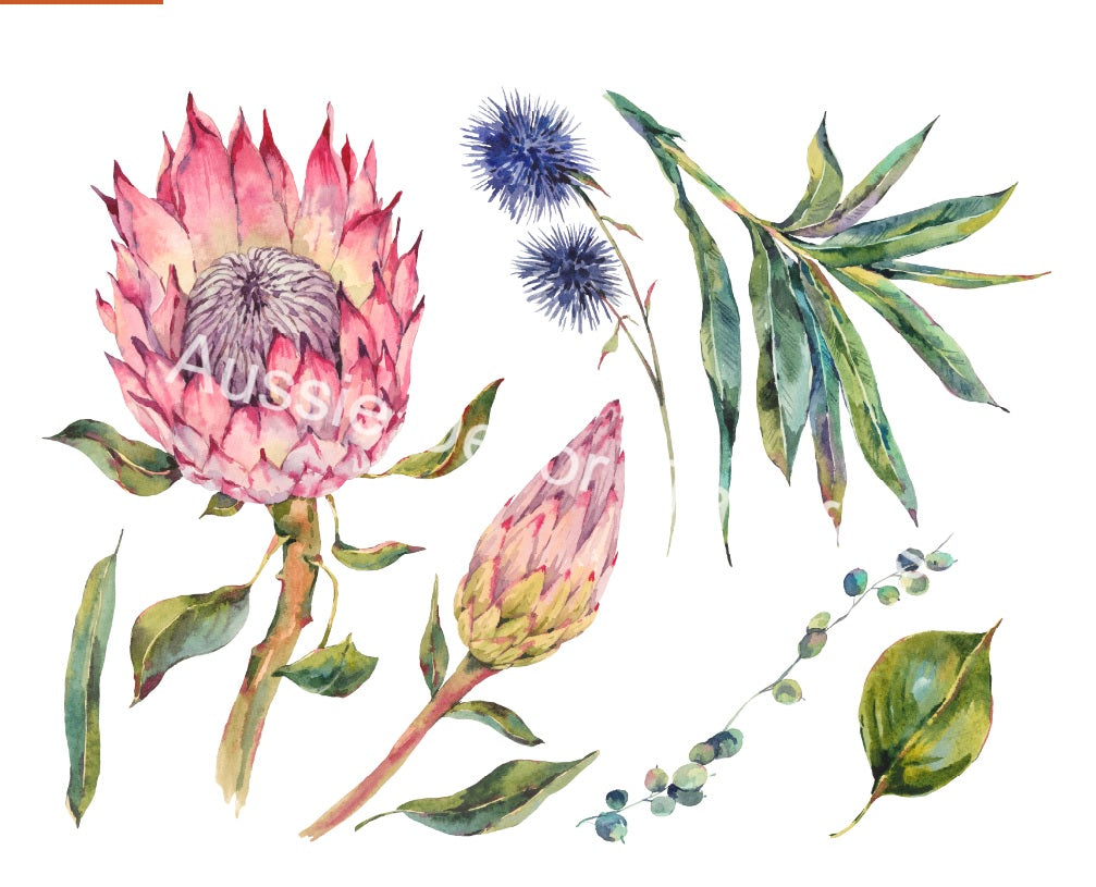 Australian Wildflowers II - Proteas - Aussie Dry Rub Transfer