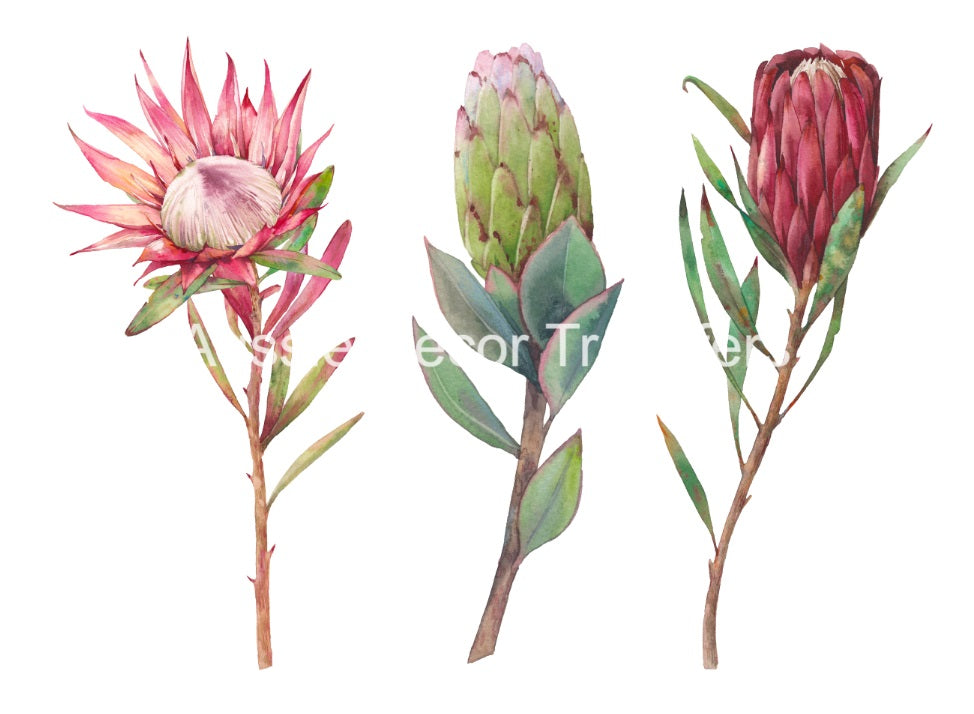 Australian Wildflowers II - Proteas - Aussie Dry Rub Transfer