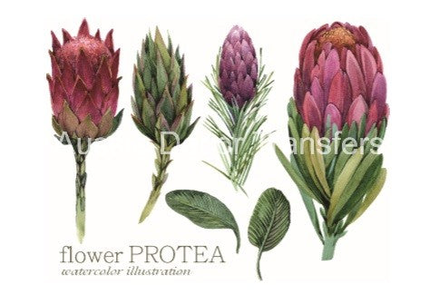 Australian Wildflowers II - Proteas - Aussie Dry Rub Transfer