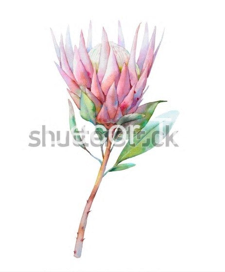 Australian Wildflowers II - Proteas - Aussie Dry Rub Transfer