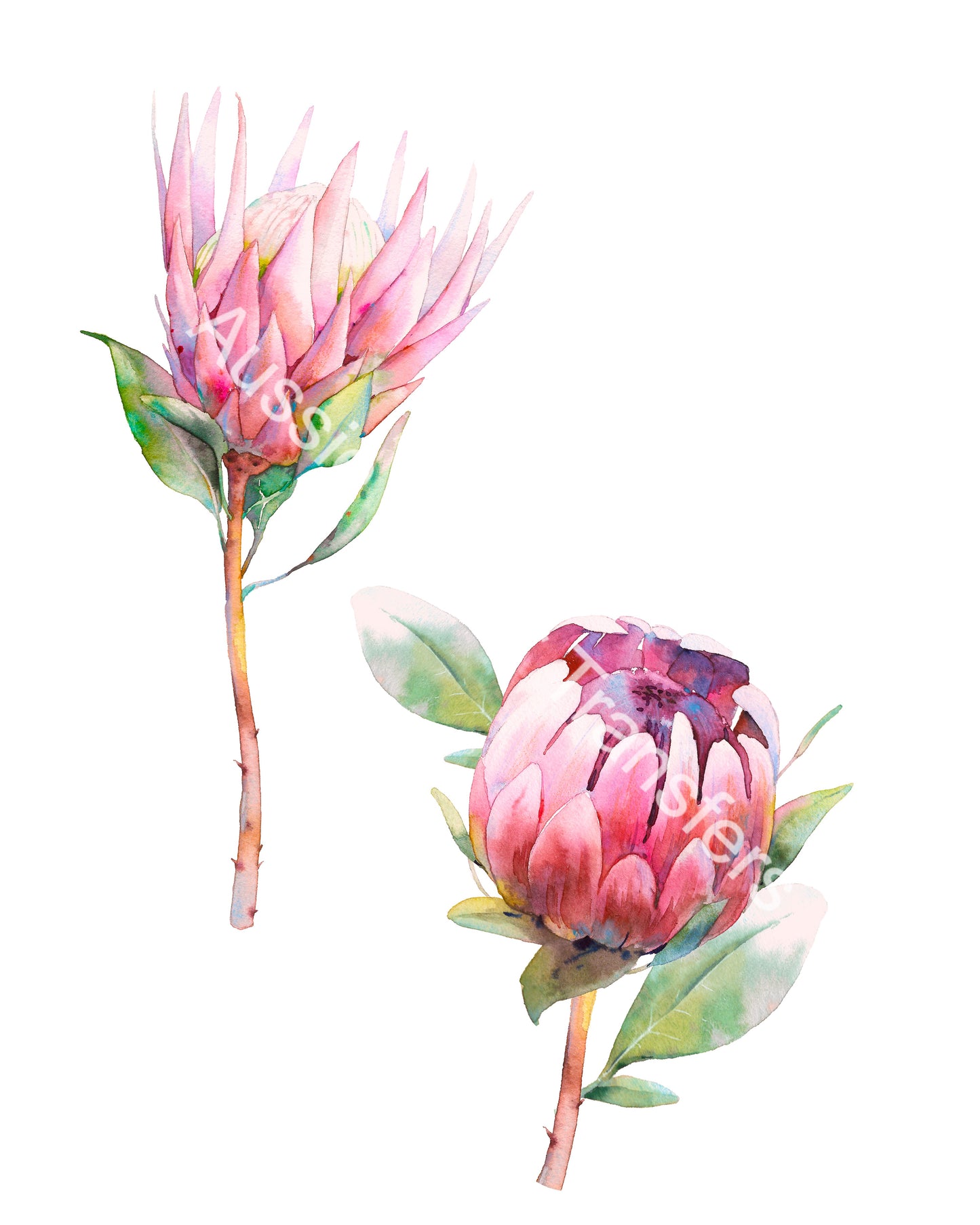 Australian Wildflowers II - Proteas - Aussie Dry Rub Transfer