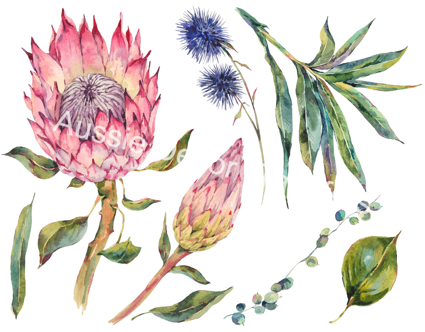 Australian Wildflowers II - Proteas - Aussie Dry Rub Transfer